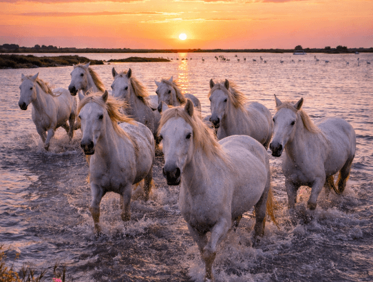 Excursion privée en Camargue – chauffeur privé transfert AXL Limousine
