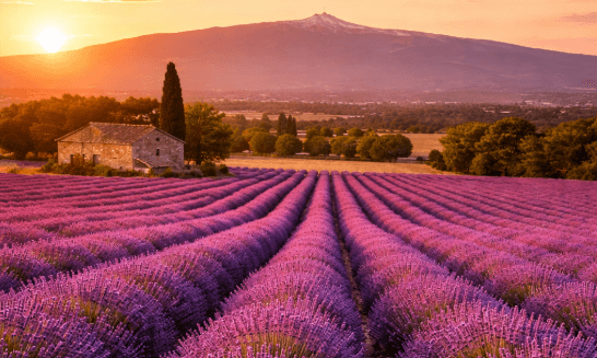 Excursion privée au Plateau de Valensole – chauffeur privé transfert AXL Limousine